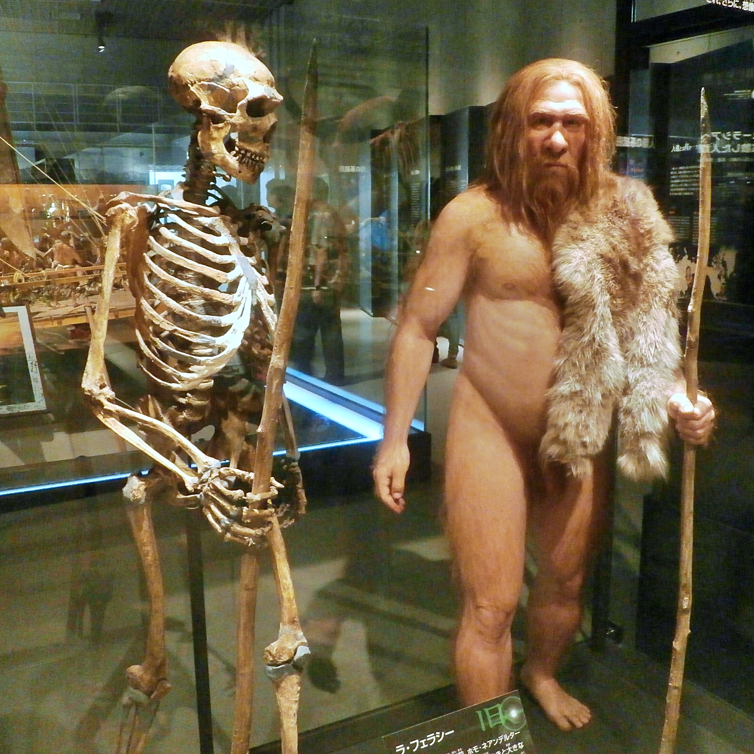 Skeleton_and_restoration_model_of_Neanderthal_La_Ferrassie_1 (1)