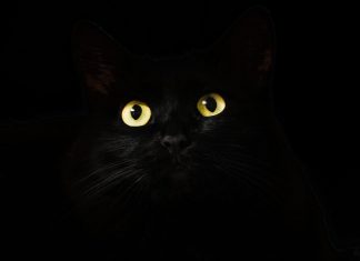 FAKE MEOWS: Crkva, mačke i Crna smrt