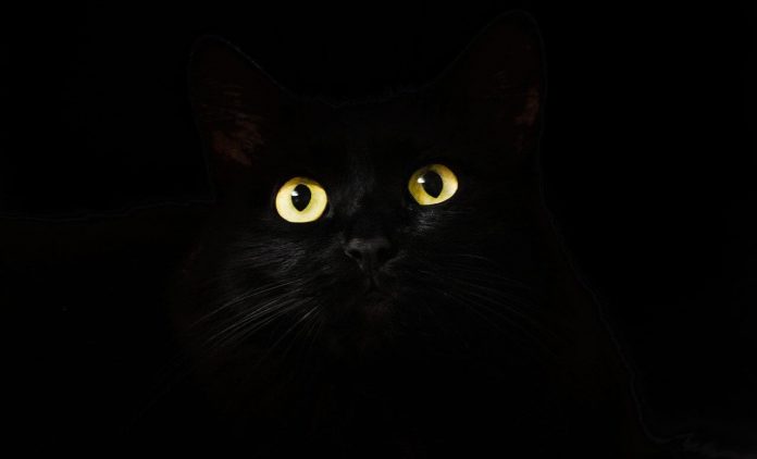 FAKE MEOWS: Crkva, mačke i Crna smrt