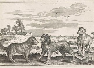 „Ne mogu živjeti bez ljudskog društva i vole svoga gospodara!” – srednjovjekovni psi kao ljubimci