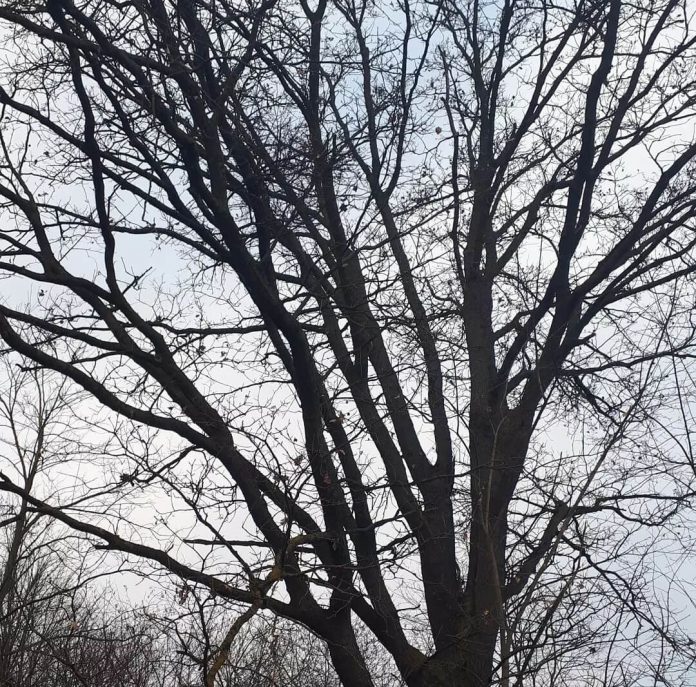 UZORAN DOPRINOS EKOHISTORIJI: Ljudevit Marđetko i Međimurska šuma Murščak