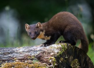 KUNA: Od krzna do kovanice – ili ipak ne?