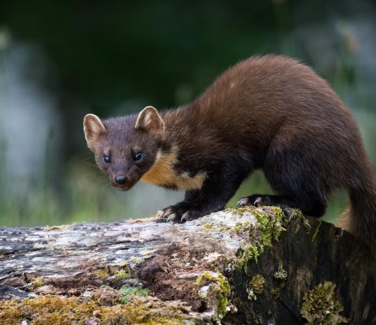 KUNA: Od krzna do kovanice – ili ipak ne?